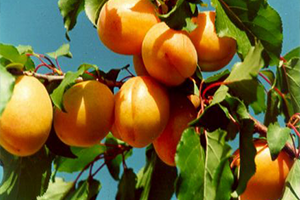 Baskil Kayısısındaki Verim Üreticisinin Yüzünü Güldürdü