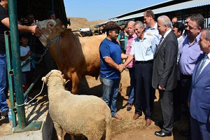 Bu Koçu Alana Dana Bedava