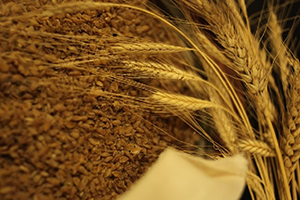 Buğdayın Atası `Siyez`e İlgi Arttı