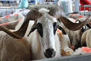 Türkiye Bayrama 5 Milyon 150 Bin Kurbanlıkla Hazır