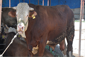 Kurbanlıklar Satışa Çıktı...