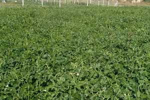 Türkiye`nin İlk Yemlik Börülce Çeşidi `Ülkem`