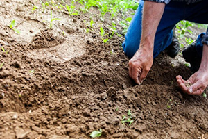 Anadolu`dan Tarım Notları: Ödemiş