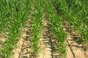 Mısır, Beklentinin Altında