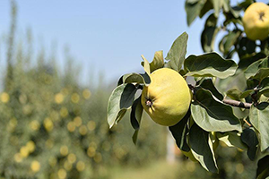 `Sarı Elmas` Coğrafi İşarete Kavuşuyor