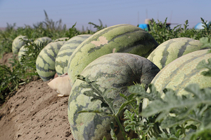 En Ağır Karpuza Özel Önlem