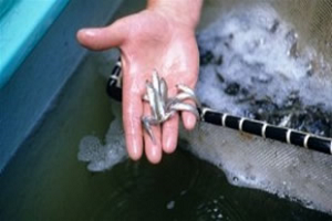 İklim Değişikliğinin Balıklar Üzerindeki Etkisi