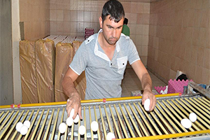Köyde Kendisinin Kurduğu Modern Tesisle Yumurta Üretiyor
