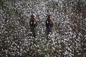 Gerçek Değerini Makineli Hasat ile Buluyor