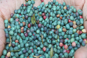 Çitlembik, Çiftçinin Alternatif Geçim Kaynağı Oldu