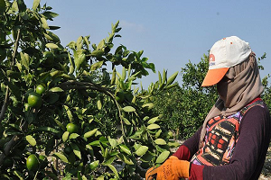 Erkenci Okitsu Cinsi Mandalina da Hasat Dönemi