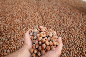 TMO Fındık Alımına Başladı