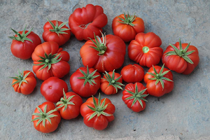 Susuz Domates Yetiştirme Yöntemleri