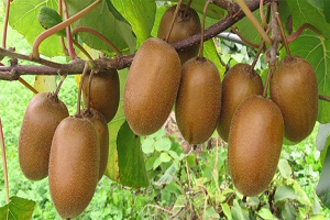 42 Bin Ton Civarında Rekolte Bekleniyor