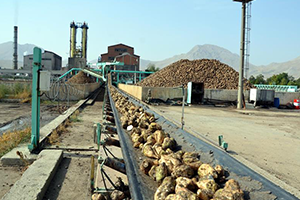 Elbistan Ovası`nda Hasat Telaşı