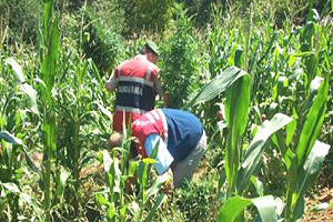 Sınırda Uzun Boylu Tarım Ürünlerinde Yasak