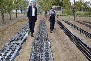 Üretim Maliyetini Azaltacak `Mucize Bitki`