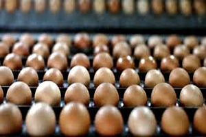 AB Bakanları Zehirli Yumurta Krizini Görüşüyor