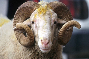 Kurban Fiyatları Yarı Yarıya Düştü