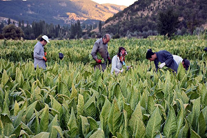 Tütünün Hasadı 1 Ay Sürüyor