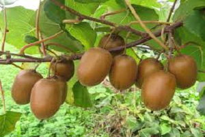 Kivide Rekolte Tespit Çalışmalarına Başlandı