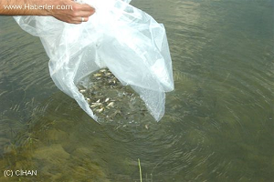 5 Gölete 33 Bin Sazan Yavrusu Bırakıldı