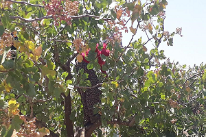 Siirt`te Fıstık Üreticisinin `Çifte Bayram` Sevinci