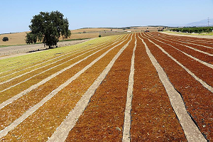 Manisa Ovası`nda Üzüm Kurutma Zamanı