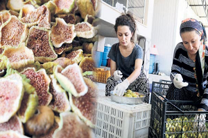 Satılmayan İncirden Bir Başarı Öyküsü