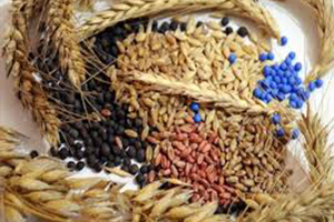 İsrail`e Tohumluk İhracı Türkiye`den