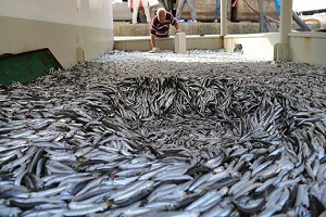 Balıklar Tezgaha Çıktı, Peki Ya Fiyatları?