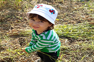 Susam Hasadına Erken Başladılar