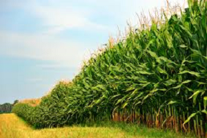 GDO`ya Vize Çıktı