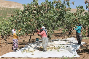 Üreticiyi Çalınma Korkusu Sardı