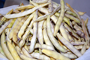 Nebyan Fasulyesi Pazara İnmeden Satılıyor