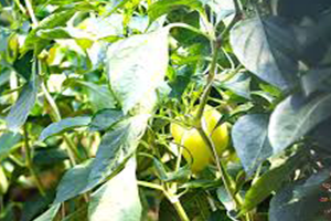 Öğrenciler Kendi Ektikleri Sebzeleri Kendileri Satıyor