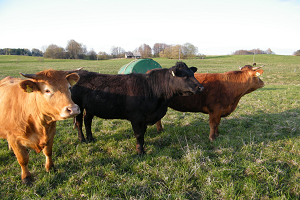 Damızlık Düve Desteğinde Değişiklik