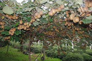 Kivide 2 bin Tonluk Rekolte