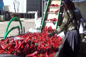 Hollanda`ya 700 Ton Salça İhracatı