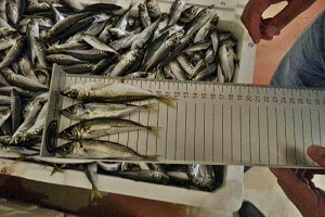 Avlanan 90 Ton İstavrite El Konuldu