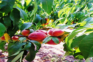 Büyükşehir Desteği ile `Şeftali Yetiştiriciliği Artacak`