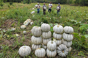 `Kestane Kabağı`nda Hasat Zamanı