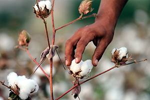 Ekim Alanları Ürün Maliyeti, Fiyat ve Destekle Doğrudan İlişkili
