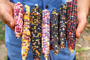 ABD`den Getirdiği Tohumlar İle Renkli Mısır Üretti