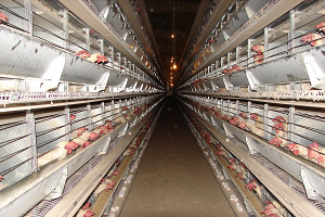 Türkiye`deki Fipronilli Yumurtaya Üreticilerden Tepki