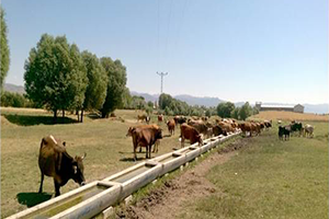 DAP`tan 25 Bin 235 Adet Sıvat Desteği