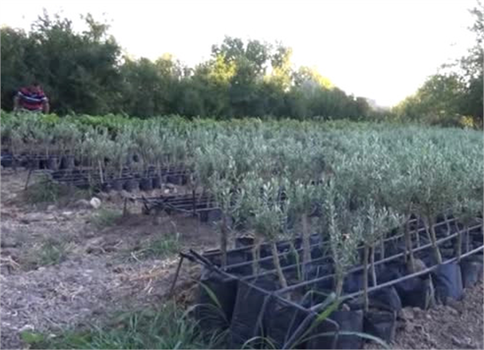 İş Bulamayan Yüksekokul Mezunu Genç, Fidan Üretimine Başladı