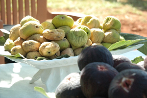 Kurutmalık İncir`de Hasat Yapıldı