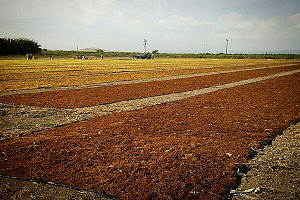 Kuru Üzüm Fiyatları Aşırı Düştü