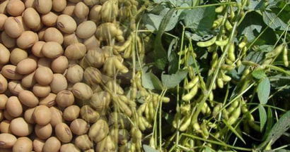 Ülkemizin Soya İhtiyacının %60`ını Karşılıyor